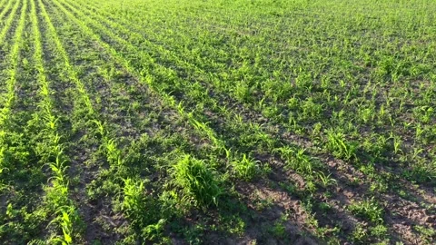 Young green corn, maize sprouts, shoots, planted in rows in field, aerial view Stock-Footage 133241457