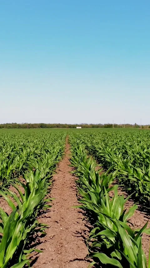 Young green corn, maize sprouts, shoots, planted in rows in field against a blue Video stock 314658017