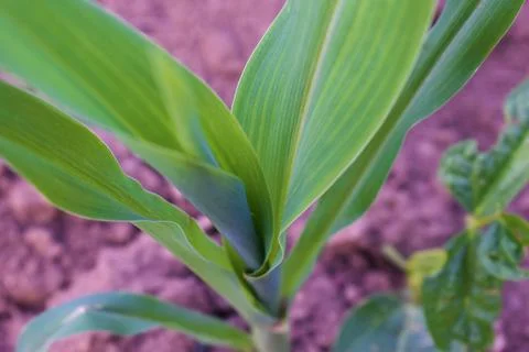 Young green corn or maize seedlings growing on the agricultural field Stock Photos