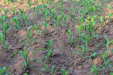 Young green corn or maize seedlings growing on the agricultural field Foto stock