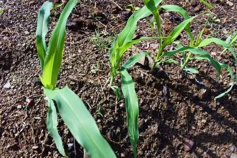 Young green corn or maize seedlings growing with soil and cow manure backgrou Stock Photos