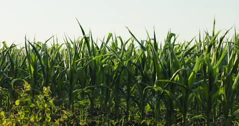 Young green corn plants and dark soil rows backlit under a clear sky, 8K Stock Footage 339242732