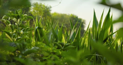 Young green corn plants backlit at low angle through leaves, 8K Stock Footage 339244535