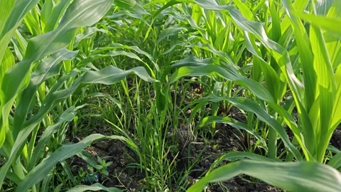 Young Green Corn Plants Growing in Agricultural Field Stock Footage 327573184
