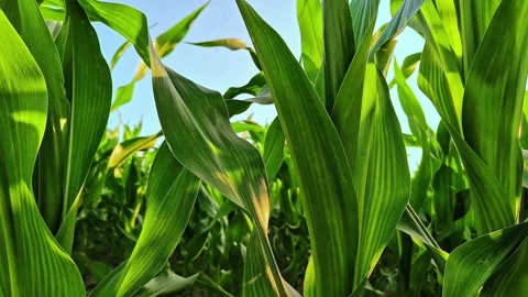 Young Green Corn Plants Growing in Agricultural Field Stock Footage 334735242