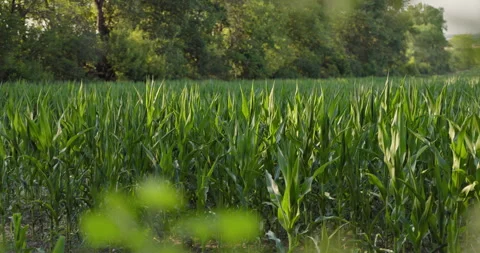 Young green corn plants growing in sunlit rows before a tree line, 8K Stock Footage 339243455