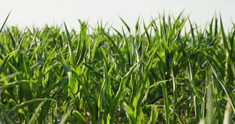 Young green corn plants growing in sunlit field rows, low angle, 8K Stock Footage 339245072