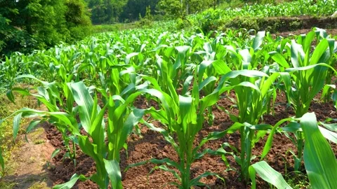 Young green corn plants growing in a rural agricultural field during summer Vídeos de archivo 342004503