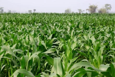 Young green corn plants growing in a field Stock Photos