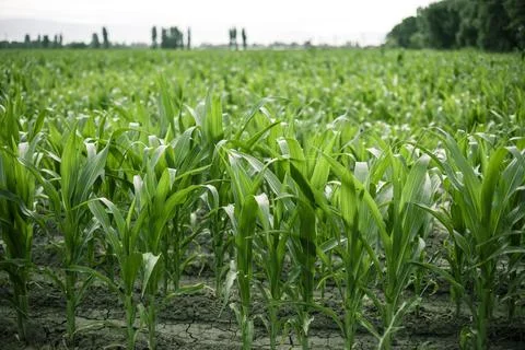 Young green corn on stalk in fields . Harvest concept Stock Photos