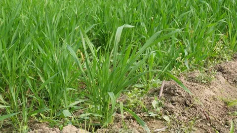 Young Green Crop Rows Field Stockbeeldmateriaal 333262643