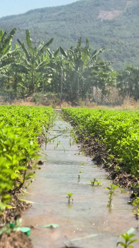 Young green crops being irrigated through a narrow water channel with banana tre Stock-Footage 341408808