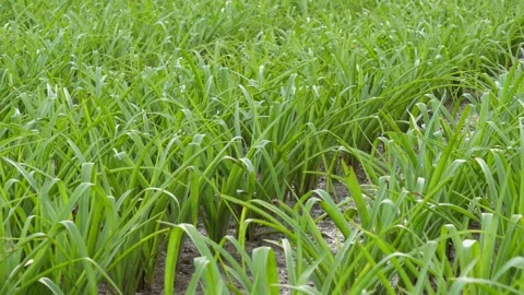 Young Green Crops is Growing Stock Footage 312778545