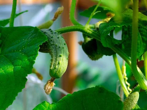 Young green cucumber on a branch with yellow flowers. Green vegetable cucumber Stock Photos