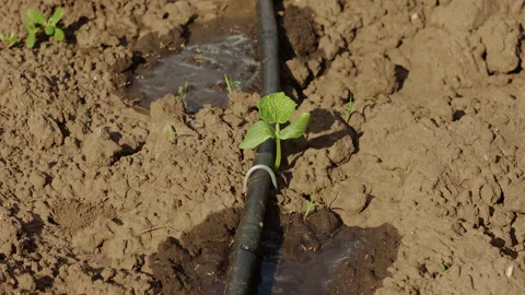 Young green cucumber seedling growing in garden bed with drip irrigation system 動画素材 342389084
