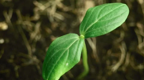 Young green cucumber sprout, macro Stock Footage 59755892