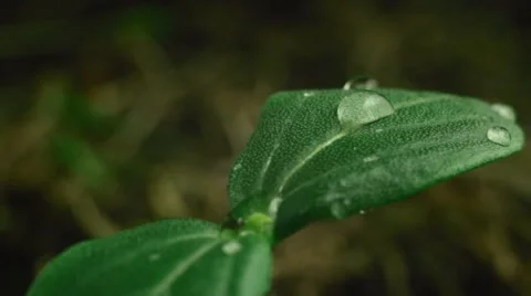 Young green cucumber sprout, macro Video stock 59756596