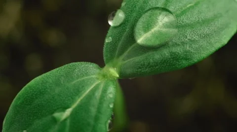 Young green cucumber sprout, macro Video stock 59757080