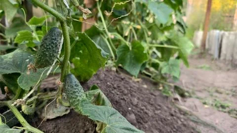 Young green cucumbers are developing on a thriving plant, with broad leaves and Stock Photos