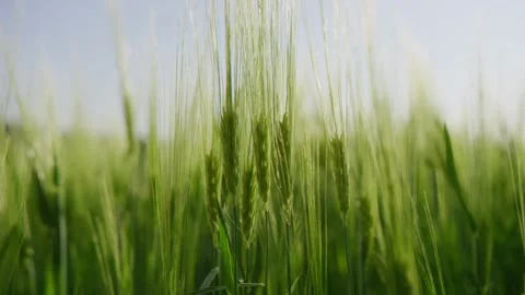 Young green ears of wheat are waving in wind in a large field at sunset time Stock Footage 201065265