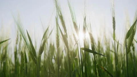Young green ears of wheat are waving in wind in a large field at sunset Stock Footage 201065950