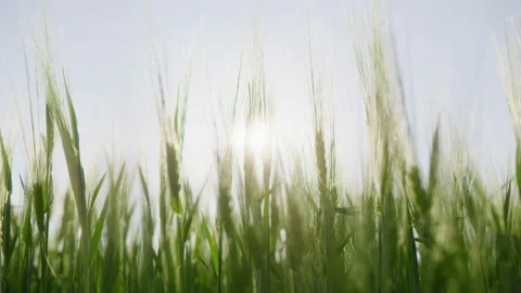 Young green ears of wheat are waving in wind in a large field on a sunny day Stock Footage 201066227