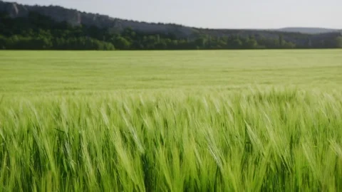 Young green ears of wheat on the field on a sunny day. Agroindustry Stock Footage 201063508