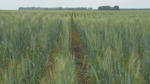 Young green ears of wheat Stock Footage 236081396
