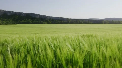 Young green ears of wheat in a large field on a sunny day. Agriculture Stock Footage 201063498