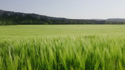 Young green ears of wheat in a large field on a sunny day. Agroindustry Stock Footage 201063583