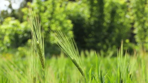 Young green ears of wheat. Wheat field grows for bread. Traditional farming Stock Footage 196186259