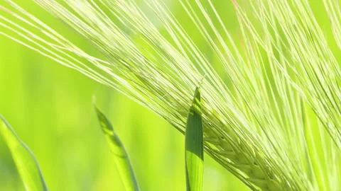 Young green ears of wheat. Wheat field grows for bread. Traditional farming Stock Footage 196733738