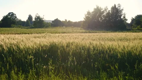 Young green ears of wheat. Wheat field grows for bread. Traditional farming. Stock Footage 201306823