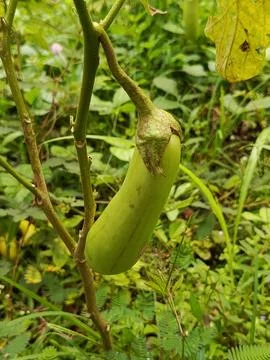 Young green eggplant in the process of growing Stock Photos