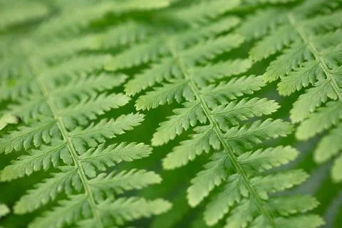 Young green fern leaves close-up Stock Photos