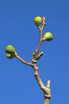 Young green figs on a tree Foto stock