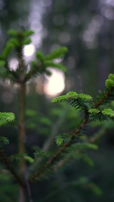 Young, green fir branches in the forest Stock Footage 283663348