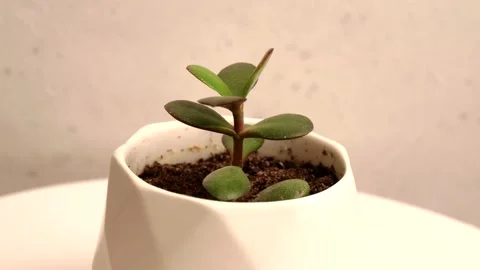 A young green flower sprout grows in a white pot, stands on a white background Stock Footage 152467282