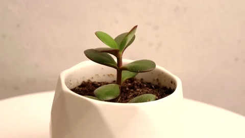 A young green flower sprout grows in a white pot, stands on a white background Stock Footage 152467376