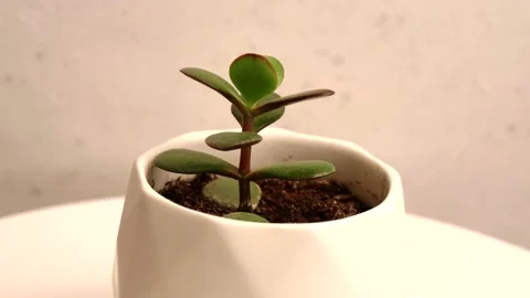 A young green flower sprout grows in a white pot, stands on a white background Stock Footage 152467456