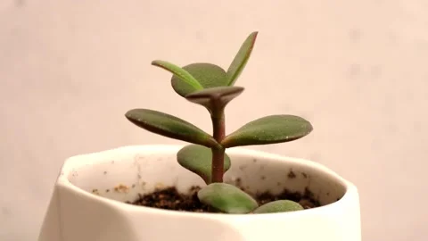 A young green flower sprout grows in a white pot, stands on a white background Stock Footage 152467667