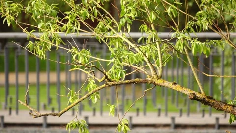 Young green flowering willow. Spring weather. Fisherman with fishing rod goes Stock Footage 199409483