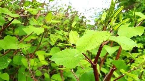 Young green foliage Stock Footage 278334587