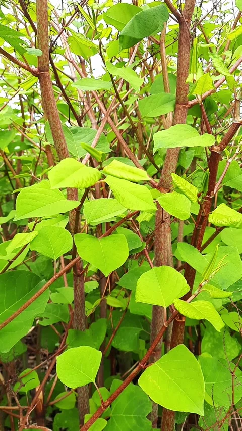 Young green foliage Stock Footage 278827032