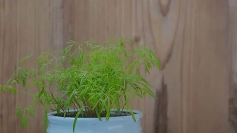 Young green Stock Footage 131207055