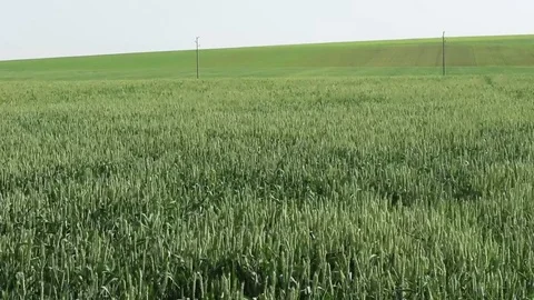 Young green fresh wheat moved by the wind. Stock Footage 111070253