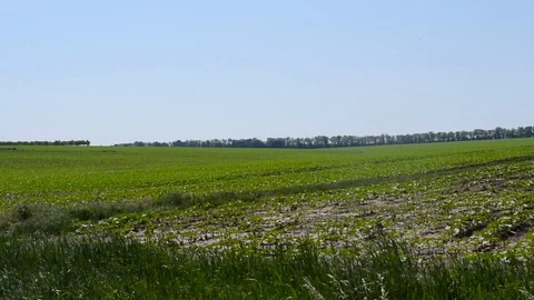 Young green fresh wheat moved by the wind. Stock Footage 111070259