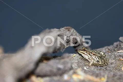 Young green frog Stock Photos