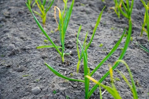 Young Green Garlic Sprouts Growing In Rows Stock Photos