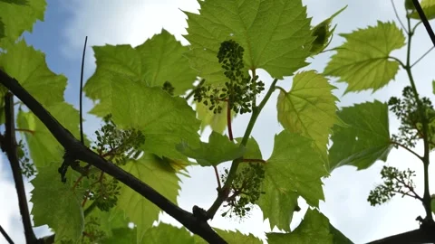 Young green grape clusters blooming on a vine in spring Stock Footage 336502419